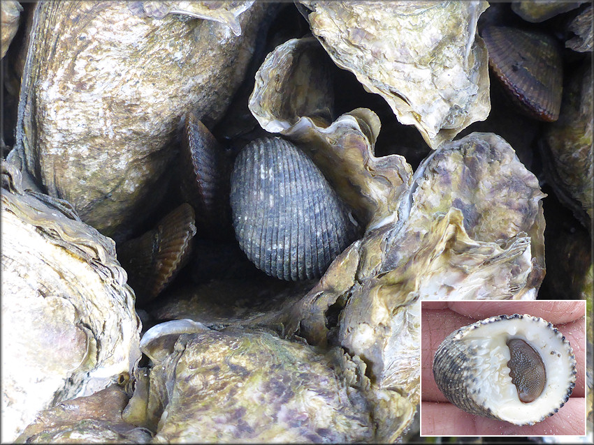 Nerita fulgurans Gmelin, 1791 Antillean Nerite In Situ