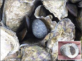 Nerita fulgurans Gmelin, 1791 Antillean Nerite In Situ