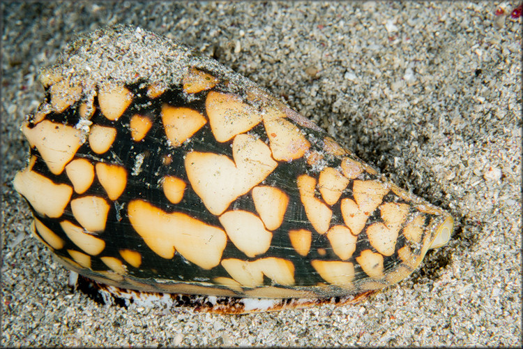 Conus marmoreus Linnaeus, 1758