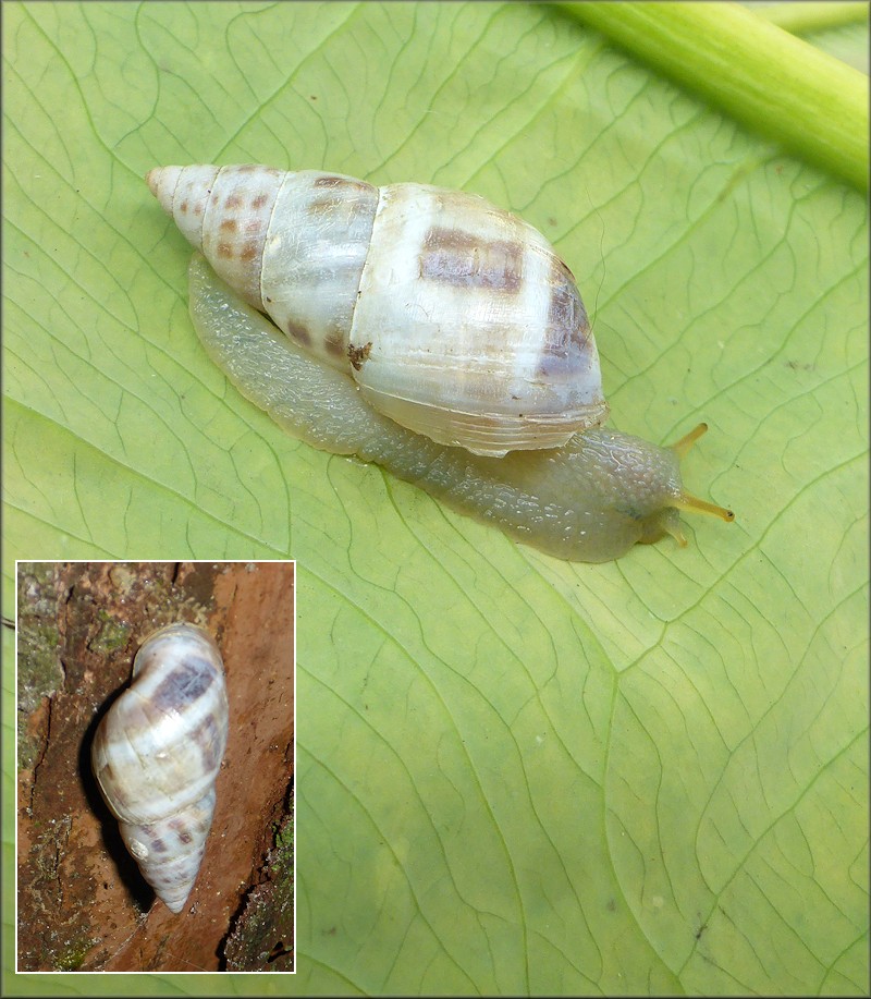 Drymaeus dormani (W. G. Binney, 1857) Manatee Treesnail