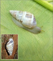 Drymaeus dormani (W. G. Binney, 1857) Manatee Treesnail