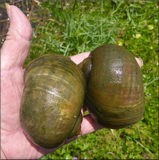 Pomacea maculata large mating pair at aquatic center lake 