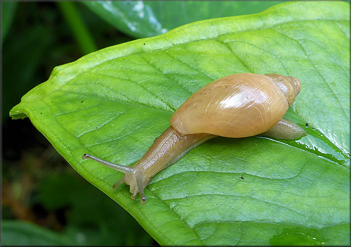 Euglandina rosea (Frussac, 1821) Juvenile