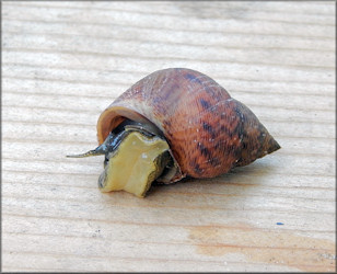 Littoraria angulifera (Lamarck, 1822) Mangrove Periwinkle