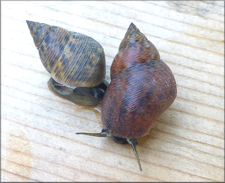 Littoraria angulifera (Lamarck, 1822) Mangrove Periwinkle