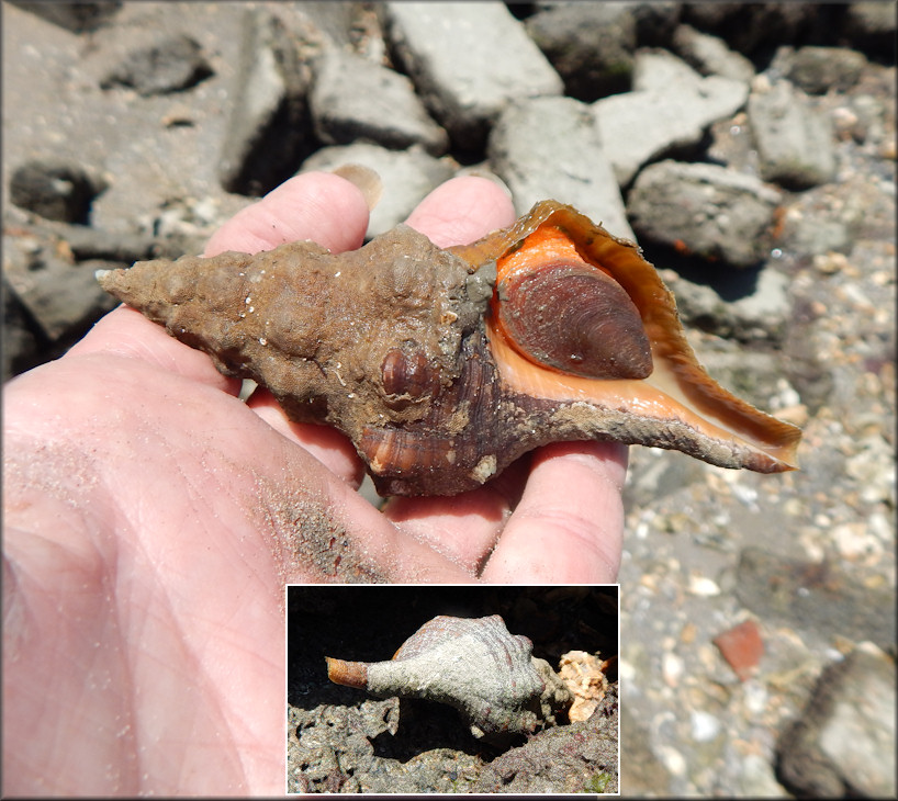 Triplofusus giganteus (Kiener, 1840) Juvenile In Situ