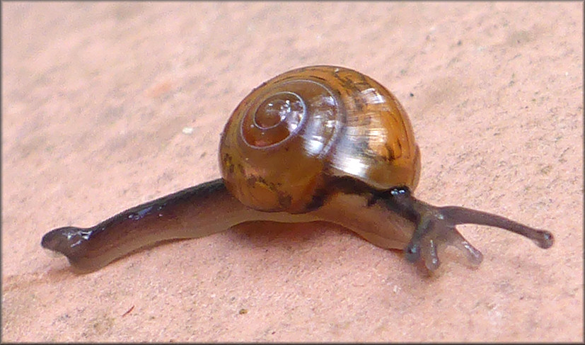 Ovachlamys fulgens (Gude, 1900) "Jumping Snail"