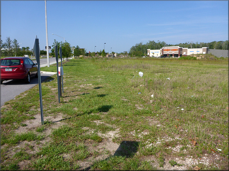 Bulimulus sporadicus Habitat On The West Side Of Max Leggett Parkway