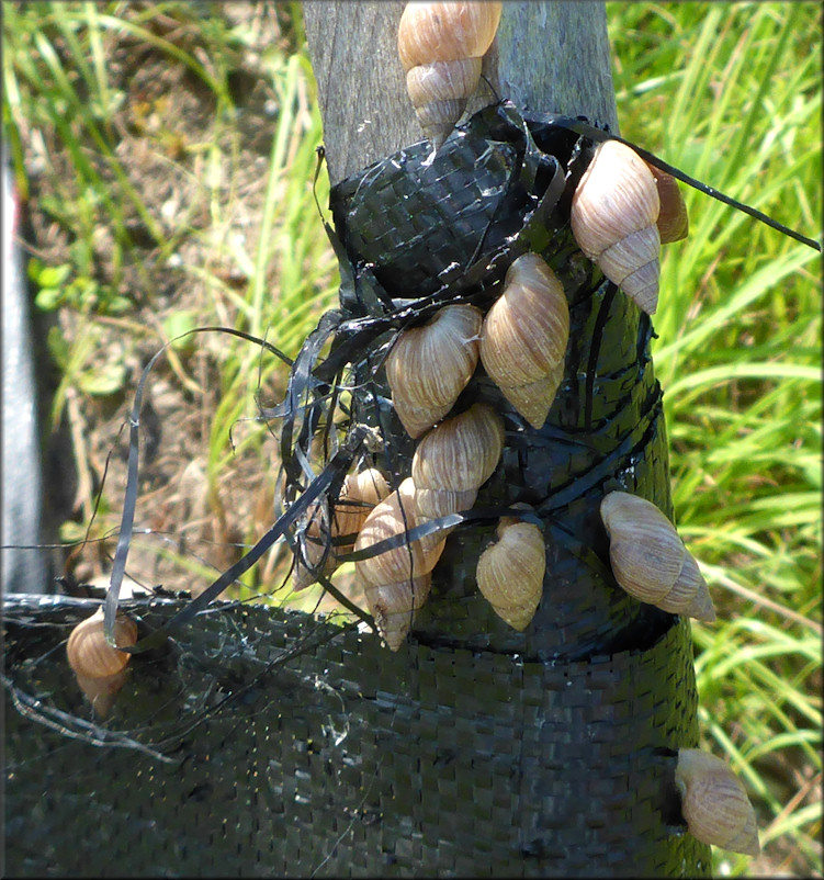 Bulimulus sporadicus In Situ On The East Side Of Max Leggett Parkway