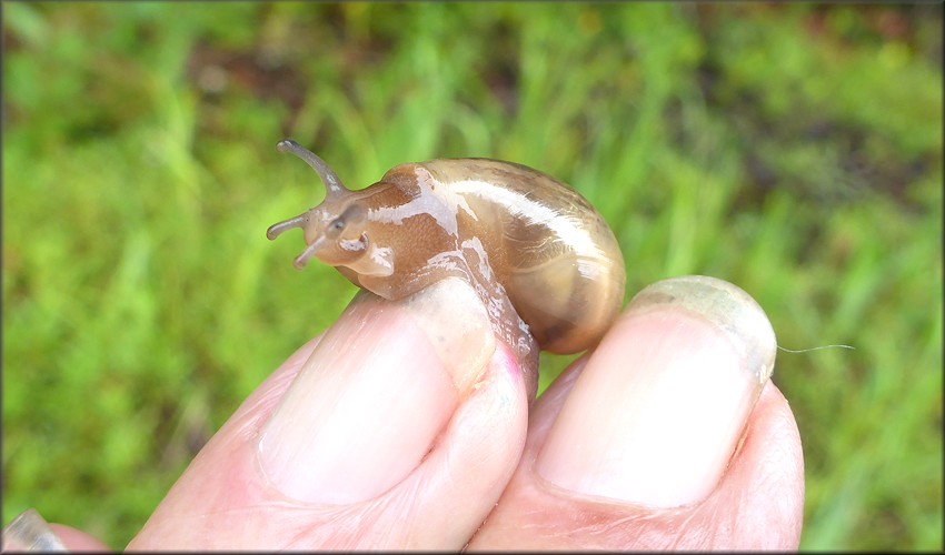 Euglandina rosea (Frussac, 1821) Juvenile