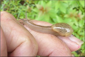 Euglandina rosea (Frussac, 1821) Juvenile