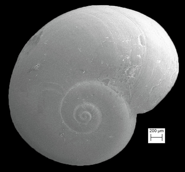 Cochliolepis differens Rubio, Roln and Lee, 2011