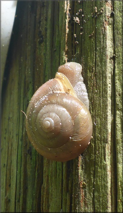 Mesodon thyroidus (Say, 1817) White-lip Globe