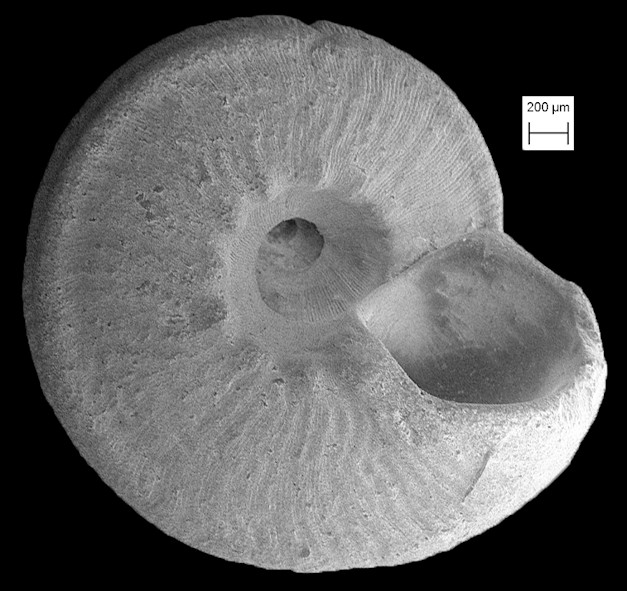 Arene gemma (Tuomey and Holmes, 1856) Fossil