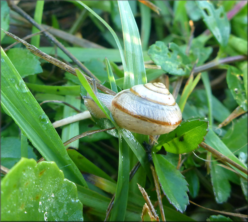 Bradybaena similaris (Frussac, 1821)