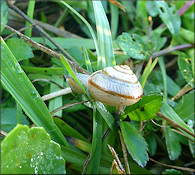 Bradybaena similaris (Férussac, 1821)
