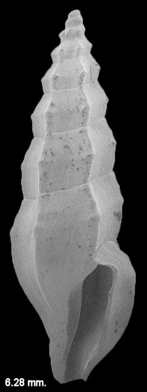 Ithycythara lanceolata (C. B. Adams, 1850) Spear Mangelia