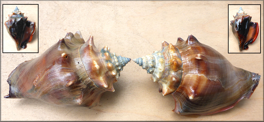 Strombus alatus Gmelin, 1791 Florida Fighting Conch