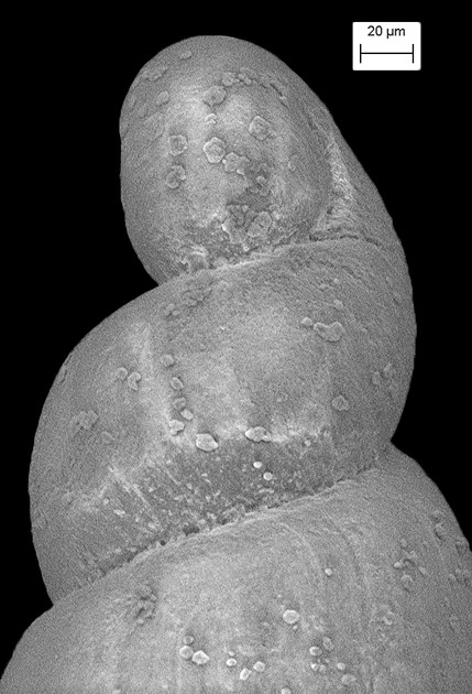  Ebala bermudensis (Dall and Bartsch, 1911) Conical False-aclis