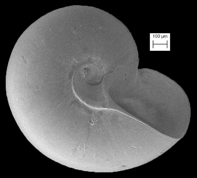 Solariorbis lineopunctatus Rubio, Fernndez-Garcs and Roln, 2011 Fossil