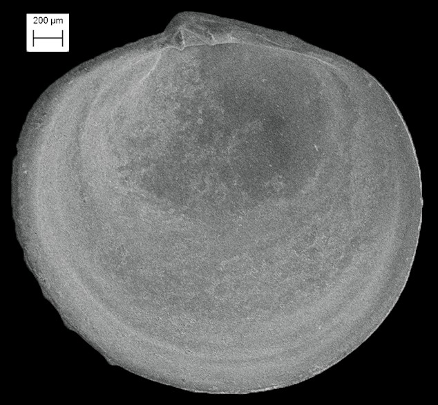 Phlyctiderma semiasperum (Philippi, 1836) Pimpled Diplodon