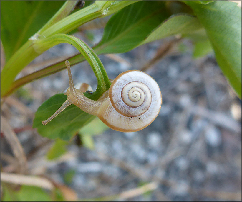 Praticolella mexicana K. Perez, 2011 "Peripatetic Scrubsnail" In Situ