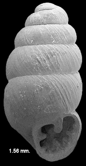 Gastrocopta pentodon (Say, 1822) Comb Snaggletooth