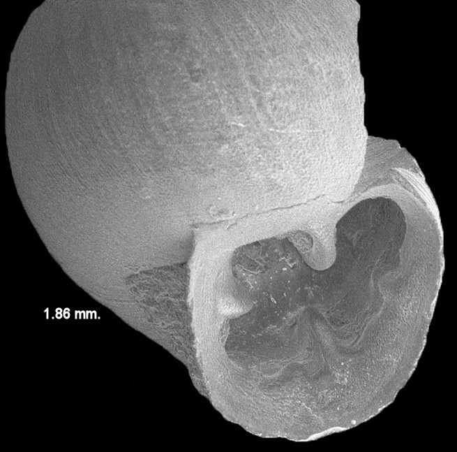 Gastrocopta pentodon (Say, 1822) Comb Snaggletooth