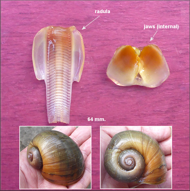 Pomacea canaliculata (Lamarck, 1822) Chitinous Jaws And Radula