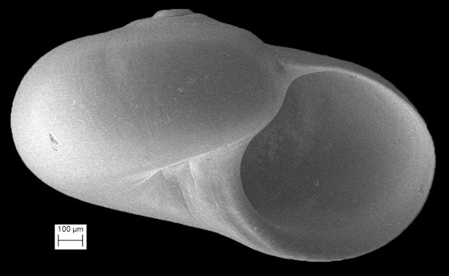 Teinostoma avunculus Pilsbry in Olsson and Harbison, 1953 Fossil