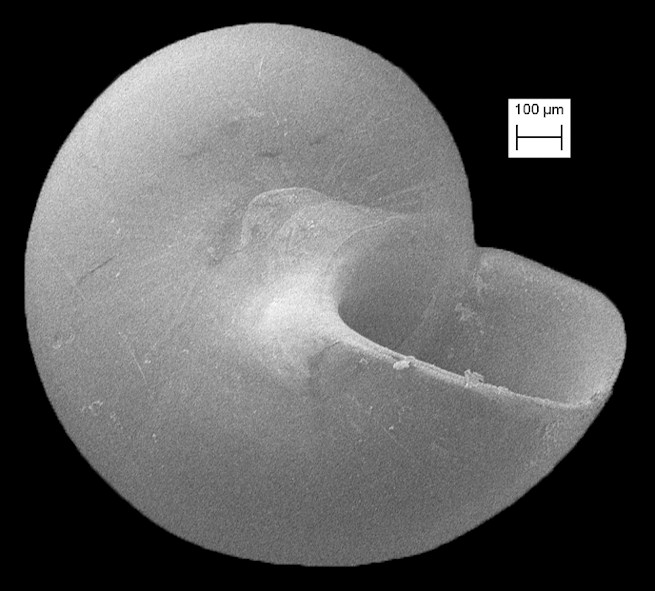 Teinostoma avunculus Pilsbry in Olsson and Harbison, 1953 Fossil