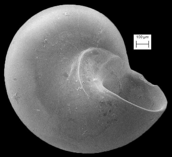 Teinostoma parvicallum Pilsbry and McGinty, 1945