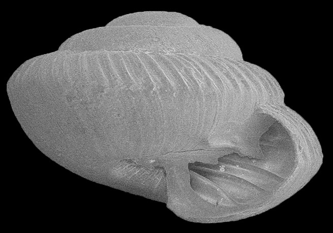 ?Strobilops texasianus Pilsbry and Ferriss, 1906 Southern Pinecone?