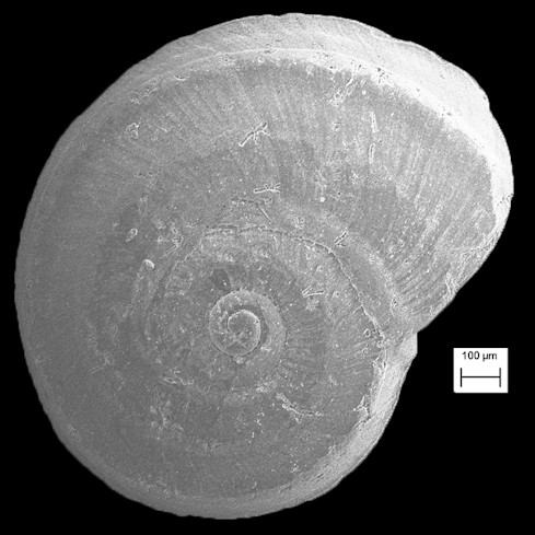 Cyclostremiscus vanbruggeni De Jong and Coomans, 1988