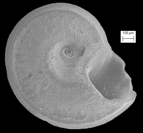 Cyclostremiscus vanbruggeni De Jong and Coomans, 1988