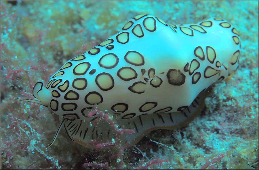 Cyphoma gibbosum (Linnaeus, 1758) Flamingo Tongue