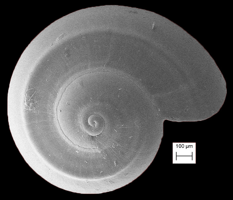 Teinostoma lituspalmarum Pilsbry and McGinty, 1945 Palm Beach Vitrinella