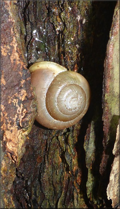 Mesodon thyroidus (Say, 1817) White-lip Globe