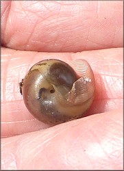 Daedalochila auriculata (Say, 1818) Juvenile On Evergreen Avenue In Duval County, Florida