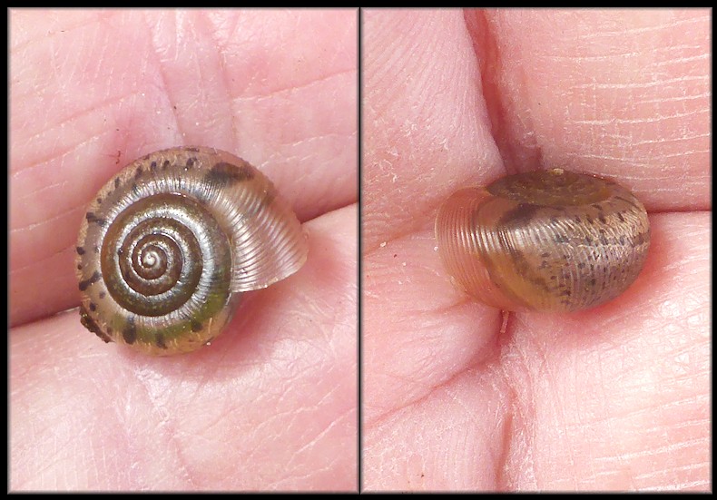 Daedalochila auriculata (Say, 1818) Juvenile On Evergreen Avenue In Duval County, Florida