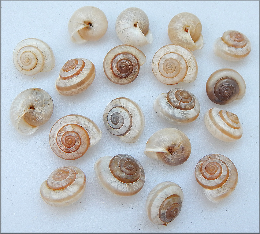 Praticolella mexicana K. Perez, 2011 "Peripatetic Scrubsnail"