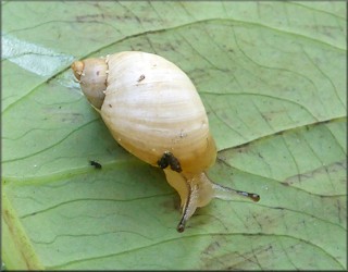 Succinea campestris Say, 1818 Crinkled Ambersnail