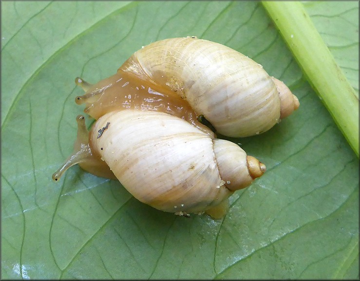 Succinea campestris Say, 1818 Crinkled Ambersnail