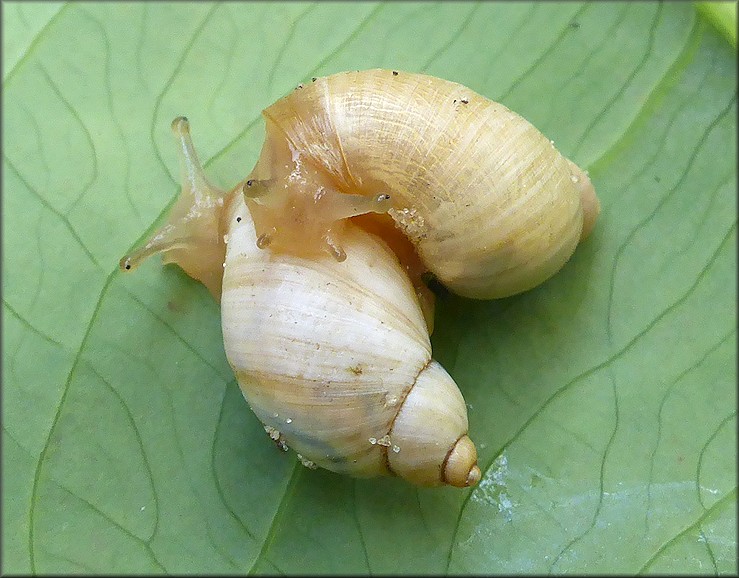 Succinea campestris Say, 1818 Crinkled Ambersnail