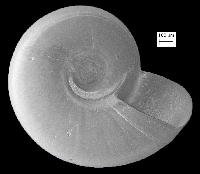 Vitrinella helicoidea C. B. Adams, 1850 Helix Vitrinella