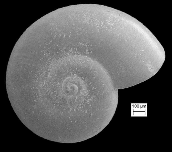 Xenoskenea species B Fossil