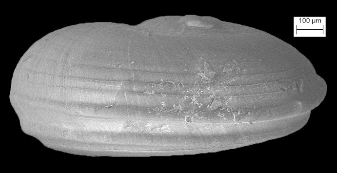 Solariorbis infracarinatus Gabb, 1881 Gabbs Vitrinella