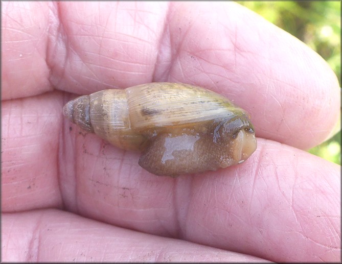 Euglandina rosea (Frussac, 1821) Juvenile In Situ