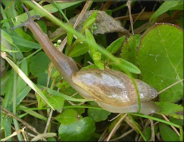Euglandina rosea (Frussac, 1821) Juvenile In Situ