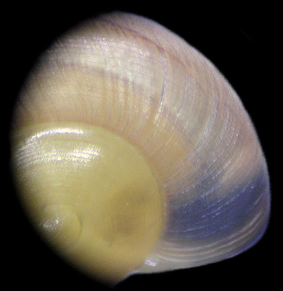 Ventridens eutropis Pilsbry, 1946 Carinate Dome Hatchlings